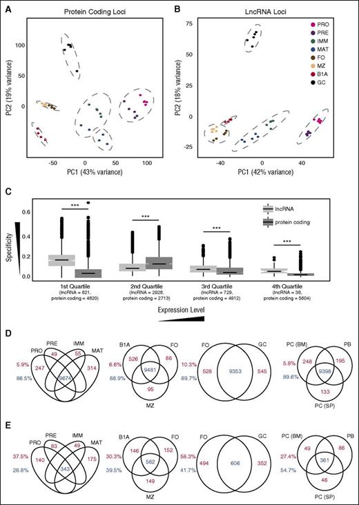 Figure 3. Cell stage–specific expression at lncRNA and protein-coding loci. Principal component analysis of regularized log-transformed expression patterns at (A) protein-coding loci and (B) the 4516 lncRNA loci identified in this study. Dashed gray lines indicate groups identified by unsupervised hierarchical clustering (Supplemental Figure 7A-B). (C) Box plots of specificity of expression of all coding and lncRNA loci separated into quartile bins on the basis of their median expression across all 8 B-cell stages. Numbers below each quartile indicate the number of lncRNA and protein-coding loci that fall into each category. Venn diagrams showing the number of protein-coding (D) and lncRNA (E) loci that are either expressed in multiple cell populations (blue) or expressed in a single cell population (red) at an FPKM threshold of 1.0. Splenic plasmablasts (PB) and plasma cells (PC (SP)), and bone marrow plasma cells (PC (BM)). Numbers adjacent to each plot depict the proportion of loci falling into each category.