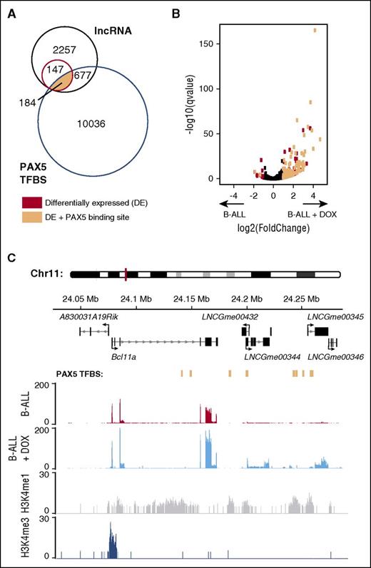 Figure 5. Identification of lncRNAs with PAX5-dependent expression in B-ALL cells. (A) Venn diagram depicting overlap between lncRNAs with sufficient read coverage to be included in this analysis (black), lncRNAs differentially expressed (DE) between B-ALL cells with and without doxycycline-induced Pax5 expression (red), and PAX5 transcription factor binding sites (TFBS) annotated in either pro-B cells or mature B cells (blue) that could not be associated with a protein-coding gene. A subset of lncRNAs is both DE and has PAX5 bound within the gene body or promoter region (peach). (B) Volcano plot depicting the fold-change in lncRNA expression between B-ALL cells vs B-ALL cells with doxycycline-induced Pax5 expression (see supplemental Table 7) plotted against the probability that this difference had occurred by chance (q value). Each dot represents a single lncRNA and is colored black unless it was DE (q < .05) and either near or not near a PAX5 binding site (peach or red, respectively). (C) Genome plot showing PAX5-bound eRNA loci (LNCGme00432, LNCGme00344, and LNCGme00345), together with their proximal protein-coding gene, the zinc finger protein gene B-cell lymphoma 11a (Bcl11a). All are DE in B-ALL cells upon induction of Pax5 expression. PAX5 binding sites in pro-B cells are indicated in peach. The other annotated lncRNA (LNCGme00346) is also an eRNA that is DE on induction of Pax5 expression, but it shows no evidence of PAX5 binding.