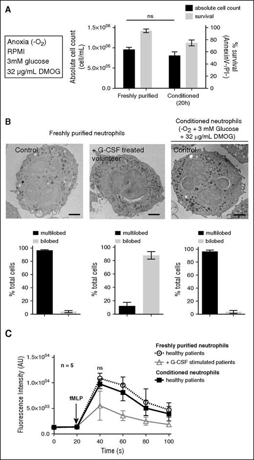 Figure 1. Human neutrophil survival is extended while conditioned under anoxic conditions. (A) Neutrophil viability (Annexin V−/PI−) and absolute cell count were calculated on freshly purified neutrophils or after 20 hours incubation under anoxic conditions at 37°C in RPMI + HEPES (10 mM) with 3 mM glucose and 32 μg/mL DMOG supplementation. Error bars indicate standard deviation (SD). “ns” indicates P > .05 (n = 5). (B) Freshly purified and conditioned neutrophil morphology was assessed by transmission electron microscopy and compared with G-CSF–stimulated volunteer neutrophils (pseudo-Pelger-Huët phenotype). Bars represent 1 μm. The proportions of multilobed or bilobed neutrophils were calculated for each condition. (C) The cytosolic calcium flux was assessed on neutrophils described in panel B upon stimulation with fMLF (10 μM) in RPMI medium at 37°C, every 20 seconds. Error bars indicate SD. “ns” indicates P > .05 (n = 5).