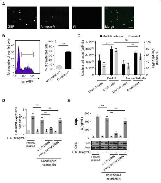 Figure 3. The extended survival of conditioned neutrophils in vitro allows their genetic manipulation. (A) pmaxGFP plasmid (2 μg) nucleofection (Y-01 program) was performed on freshly purified neutrophils conditioned for 20 hours prior to analysis. Cells were imaged by confocal microscopy (whole neutrophil population) detecting GFP (green), Annexin V (Red), and DNA (PI, blue). Bar represents 60 μm. (B) The transfection efficiency was measured by flow cytometry on the Annexin−/PI− population (left) comparing conditioned or unconditioned neutrophils (21% O2, no supplementation) (right). Error bars indicate SD. ***P < .001 (n = 3). (C) The neutrophil viability (Annexin V−/PI−) and absolute cell count were calculated on control (untransfected) and transfected neutrophils (unconditioned/conditioned). Error bars indicate SD. ***P < .001 (n = 3). (D) The efficiency of siRNA transfection on conditioned neutrophils was evaluated on the LPS-stimulated IL-8 expression model. IL-8 mRNA expression was quantified upon stimulation with 10 ng/mL LPS during 3 hours at 37°C on freshly purified and conditioned neutrophils by quantitative reverse transcription polymerase chain reaction. Similar LPS stimulation was performed on neutrophils nucleofected with IL-8 siRNA or negative control siRNA (1 μM). IL-8 mRNA expression fold change was calculated compared with freshly purified neutrophils. Error bars indicate SD. “ns” indicates P > .05; ***P < .001, (n = 3). (E) Enzyme-linked immunosorbent assay quantification of IL-8 release in the supernatant fractions (Sup.) of neutrophils populations described in panel D. As controls, p65 and actin were detected by western blot in cellular (Cell.) fractions. Error bars indicate SD. ***P < .001; “ns” indicates P > .05 (n = 3).