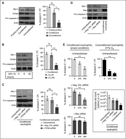 Figure 4. Conditioned neutrophil viability is reversible upon reoxygenation and can be modulated by targeting PCNA or Bax expression. (A) Mcl-1, PCNA, and pro-caspase-3 stability was assessed by western blot on freshly purified and conditioned/unconditioned neutrophils (20 hours). Neutrophil viability was quantified by flow cytometry. Error bars indicate SD. **P < .01; “ns” indicates P > .05 (n = 5). (B) Conditioned neutrophils were subsequently exposed to 21% O2 for 6 and 20 hours. Mcl-1, PCNA, and pro-caspase-3 were detected by western blot, and neutrophil viability was assessed by flow cytometry. Error bars indicate SD. ***P < .001; “ns” indicates P > .05 (n = 5). (C-E) Conditioned neutrophils were transfected with negative control (Neg. Ctrl.) siRNA, PCNA siRNA (C), or Bax siRNA (D); Mcl-1, PCNA, and pro-caspase-3 stability was analyzed by western blot 20 hours (C) or 48 hours (D-E) postnucleofection (after nucleofection, neutrophils were cultured in RMPI supplemented with 10 mM HEPES and 3 mM glucose for the indicated period of time). Neutrophil viability was quantified by flow cytometry (C, E). Error bars indicate SD. ***P < .001; **P < .01; “ns” indicates P > .05 (n = 5).