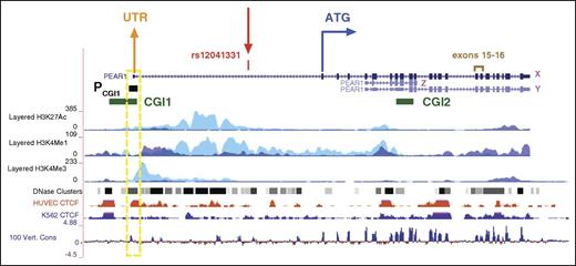 Figure 1. PEAR1 gene structure (chr1:156893731-156916434, GRCh38/hg38 Assembly). Exons are indicated by full blue boxes. The ATG codon is indicated at exon 1. The major PEAR1 transcript (ENST00000292357), translated into the full PEAR1 receptor, is indicated as “X” (in magenta). Two CpG islands are located in the gene (CGI1 and CGI2, depicted as green boxes on the left and right side, respectively; Location in chromosome 1: 156892430‐156893919 and 156907978‐156908857, GRCh38/hg38 Assembly). Rs12041331 (chr1:156899922, GRCh38/hg38 Assembly) is indicated in red. CpG islands are defined based on the formula described by Gardiner-Garden. H3K4Me1, H3K4Me3, and H3K27Ac profiles in HUVEC and K562 cell lines are displayed as colored overlayed histograms (light blue for HUVEC and purple for K562) in “auto-scale to data view” mode that takes the highest signal in the selected region as the 100% of the intensity and displays all other signals accordingly (data produced by the Bernstein Laboratory at the Broad Institute and the University of California, Santa Cruz and part of the ENCODE database). DNase Hypersensitivity 1 regions are displayed as gray to black boxes (from less to more open chromatin conformation). CTCF ChIP-seq data from HUVECs and K562 cell lines are depicted as colored histograms in full visualization and are normalized for immunoglobulin G signals (data produced by ENCODE). PEAR1 conservation across vertebrates is displayed as blue histograms at the bottom of the figure using the Vertebrate Multiz Alignment and Conservation (100 species) University of California, Santa Cruz track. “PCGI1” (also depicted as black box) refers to the region we analyzed for DNA methylation estimates in CD34+ HSCs into MK precursors and is better described in Figure 5. A yellow box (broken line) highlights the PCGI1 region that colocalizes with CTCF binding in HUVECs and shows conservation across different vertebrates. Exons 15 and 16 are indicated in brown and indicate the region used for RT-qPCR quantification of PEAR1 expression in the present study.