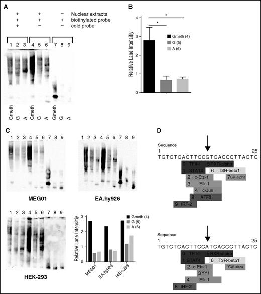 Figure 3. Transcriptional activity of rs12041331 and enhancing role of methylation at the G allele. EMSA analysis to characterize the methylated G allele vs the G allele and A allele binding properties to nuclear proteins. EMSA were performed using 5′biotinylated probes corresponding to location chr1:156869698-156869731 (GRCh38/hg38 Assembly) and including rs12041331. (A,C) Biotinylated double-stranded probes containing the G allele with (“Gmeth”) or without (“G”) methylation, or the A allele (“A”), were incubated in the presence of a 10× amount of cold probe (lanes 1-3), or alone with a fixed amount of nuclear extract from CHRF (A) or MEG01, EA.hy926, or HEK-293 cells (C). Lanes 7-9 show unbound biotinylated probes in all cases. Methylation significantly enhanced binding of the probe to nuclear extract proteins as shown by the increased normalized intensity of the signal in lane 4 vs that in lane 5 and 6 (B), quantified for 3 replicates of CHRF cells (A, mean ± standard deviation) and for the other 3 cell lines investigated (C), expressed as lane Integrated Density. (D) PROMO-based putative binding sites search for CpG-SNP region (25 bp). The G allele (top panel) produced specific binding prediction for c-Jun (indicated as number 7) and ATF3 (indicated as number 8), whereas for the A allele (bottom panel), YY1 (indicated as number 3) is predicted to bind the SNP site.