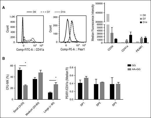 Figure 4. Influence of Rs12041331 on MK progenitor proliferation and PEAR1 expression during MK differentiation. (A) Left panel: histogram for CD41a and PEAR1 during differentiation of CD34+ cells from day 0 to day 14, as indicated. Right panel: CD34, CD41a, and PEAR1 expression measured by FACS analysis and expressed as mean fluorescence intensity during differentiation of CD34+ cells into MK precursors harvested at day 0 (D0), day 7 (D7), and day 14 (D14). (B) Left panel: Number of CFU-MK, defined as small (3-20 cells), medium (20-80 cells), and large (>80 cells) colonies, counted in a blinded fashion at day 8 after differentiation in GG (n = 3) vs AG+AA (n = 3) individuals. *P < .05, multiple unpaired Student t test with post-Holm-Sidak for multiple comparisons. Right panel: GG (n = 2) vs AG+AA (n = 3) PEAR1/CD41a ratios measured on CD41a-positive events at day 7 of differentiation. SP1, SP2, SP3 are CD41a-positive subpopulations defined by marker positivity and size (Forward Scatter, FSC) as defined in supplemental Figure 4. Comp-FITC-A, comparative mean fluorescene intensity for FITC-labeled antibody against CD41a; Comp-PE-A, comparative mean fluorescence intensity for PE-labeled antibody against PEAR1.