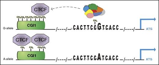 Figure 6. Epigenetic-dependent regulatory mechanism of rs12041331 in PEAR1 expression. The major G allele of the CpG-SNP introduces a CpG site in the enhancer region that binds with higher affinity to several nuclear proteins than the A allele. At the same time, the G-methylated allele marks higher methylation at CGI1, the CpG island located at the untranslated region of PEAR1 that contains several binding sites for CTCF, important for chromosome looping and architecture. When higher methylation is present, CTCF binds with lower affinity to the CGI1 region, liberating the enhancer activity of intron 1, where the CpG-SNP is also located. On the contrary, lower methylation at CGI1 is associated with the minor A allele of the CpG-SNP, reinforcing CTCF binding and partially inhibiting gene expression. This model advances a positive effect of methylation on gene expression and is in accordance with the association between increasing methylation and PEAR1 expression during early MK progenitor development.