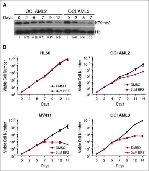 Figure 3. Pharmacologic DOT1L inhibition reduces cellular H3K79me2 and suppresses proliferation of DNMT3A-mutant human AML cell lines. (A) Immunoblot analysis of cellular H3K79me2 in OCI AML2 and OCI AML3 cells after treatment with 3 μM EPZ004777. Fraction of H3K79me2/total H3 relative to DMSO-treated control is indicated below each lane. (B) Growth curves of HL60, MV411, OCI AML2, and OCI AML3 cells treated with 3 μM EPZ004777 or vehicle control for 14 days. Numbers are plotted on logarithmic scale. Assays were done in triplicate. Error bars represent standard deviation.