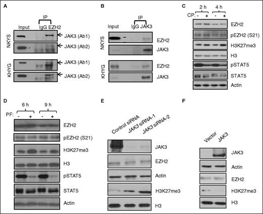 Figure 1. JAK3 physically interacts with EZH2 and negatively regulates H3K27 trimethylation. (A-B) Coimmunoprecipitation experiments to examine the interaction between endogenous EZH2 and JAK3 in NKYS or KHYG cell lines. Ab1 and Ab2 are 2 different JAK3 antibodies (Santa Cruz SC-513 and Cell Signaling 3775s for Ab1 and Ab2, respectively). (C) Immunoblot analysis of indicated proteins from NKYS cells treated with or without 0.5 μM CP-690550 (CP). (D) Immunoblot analysis of indicated proteins from NKYS cells treated with or without 1 μM PF956980 (PF). (E) Immunoblot analysis of H3 K27 trimethylation and EZH2 in NKYS cells transfected with control siRNA or 2 different individual JAK3 siRNAs for 24 hours. (F) Immunoblot analysis of H3 K27 trimethylation and EZH2 in 293T cells transfected with control vector or JAK3 expression plasmid for 48 hours.