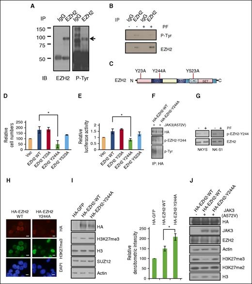 Figure 2. EZH2 Y244 site-specific phosphorylation mediates the effects of activated JAK3. (A) Coimmunoprecipitation assay showing that EZH2 is subject to tyrosine phosphorylation. NKYS cells were used to immunoprecipitate EZH2 and to probe antiphosphotyrosine antibody. (B) Coimmunoprecipitation assay showing that tyrosine phosphorylation of EZH2 in NKYS cells in the presence or absence of JAK3 inhibitor PF. EZH2 was immunoprecipitated from cells and were immunoblotted with antiphosphotyrosine antibodies to reveal the tyrosine phosphorylation levels of EZH2. (C) The top 3 phosphorylated tyr residues predicted by multiple phosphorylation site prediction programs. The 3 phosphorylation defective mutants were generated by mutating Y to A. (D) MTS cell viability assay showing different abilities of ectopic expression of EZH2 WT/mutants to affect cell growth of NKYS cells. Cells were transfected with the control empty vector pcDNA4.1 or EZH2 expression plasmids. The mean values of triplicate samples are shown, and error bars indicate standard deviation (SD). n = 4 independent experiments. *P < .05 (Student t test). (E) Luciferase reporter assay showing the effect of different EZH2 mutants on CCND1 promoter activity. NKYS cells were transfected with the luciferase reporter construct pGL4 containing the CCND1 promoter and various amounts of EZH2 WT/mutant plasmids or a control vector. Luciferase activities were measured after 24 hours. Luciferase readings were further normalized to the internal control pRL null. Results are presented as averages of triplicate experiments. Error bars indicate SD. *P < .05 (Student t test). (F) Coimmunoprecipitation assay of EZH2 tyrosine phosphorylation in 293T cells cotransfected with EZH2 WT/Y244A and JAK3 A572A for 48 hours. Transfected EZH2 was immunoprecipitated from cells using antihemagglutinin (HA) antibody and was immunoblotted with pEZH2-Y244 antibody or antiphosphotyrosine antibody to reveal the tyrosine phosphorylation level of EZH2. (G) Immunoblot analysis of pEZH2-Y244 levels in NKTL cells exposed to JAK3 inhibitor PF for 2 hours. (H) Immunofluorescent staining of H3 K27 trimethylation in NKYS cells transfected with EZH2 WT or Y244A expression plasmids for 2 days. Scale bars, 10 μm. The HA-EZH2-positive staining cells from EZH2 Y244A in general exhibit a stronger increase in the staining (relative to those nontransfected cells in the same field) for H3 K27 trimethylation compared with those positive staining cells from EZH2 WT. (I) Representative of immunoblot (left) and densitometric quantification (right; n = 3 independent experiments) of H3K27 trimethylation in 293T cells transfected with EZH2 WT/Y244A expression plasmids or control vector for 48 hours. Results are means ± SD. *P < .05 (Student t test). Expression of EZH2 WT and the Y244A mutant was detected by the HA-tag antibody. H3 and actin were used as loading controls. (J) Immunoblot analysis of H3 K27 trimethylation in 293T cells cotransfected with JAK3 A572V and EZH2 WT/Y244A expression plasmid or control vectors for 48 hours. Expression of EZH2 WT and the Y244A mutant was detected by the HA-tag antibody.