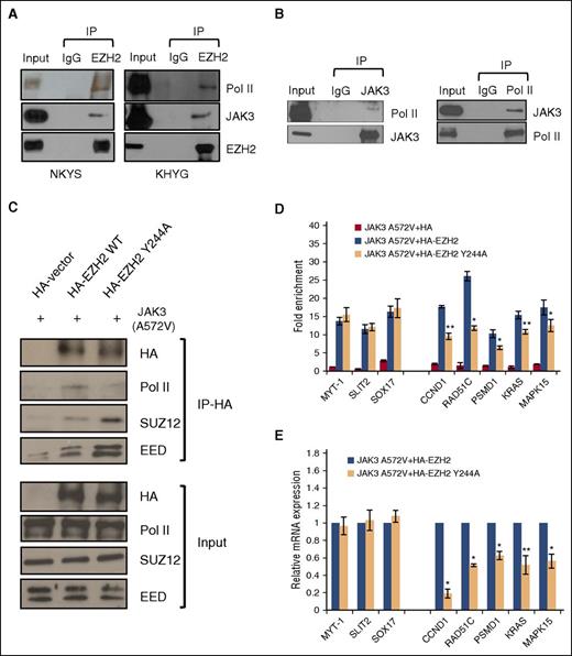 Figure 4. EZH2 Y244A increases the interactions of EZH2 with PRC2 subunits and reduces the interaction with Pol II. (A) Coimmunoprecipitation assay shows the interaction between endogenous EZH2 and Pol II in NKTL cell lines. (B) Coimmunoprecipitation assay shows the interaction between endogenous Pol II and JAK3 in NKYS cells. (C) Coimmunoprecipitation assay shows the changes in the association of EZH2 WT /Y244A with Pol II, SUZ12, and EED. 293T cells were cotransfected with JAK3 A572V and EZH2 WT/Y244A expression plasmids or control vector for 48 hours. (D) ChIP-qPCR assay in 293T cells for binding of ectopically expressed EZH2WT/EZH2 Y244A to EZH2 target genes. ChIP assays were performed by using 293T cells cotransfected by JAK3 A572V and EZH2 WT/Y244A expression plasmids. Real-time PCR was performed with immunoprecipitated chromatin fragments obtained by using an anti-HA antibody. Results are means ± SD. n = 3 independent experiments. *P < .05; **P < .01 (Student t test). (E) qRT-PCR assay in 293T cells showing that EZH2-Y244A mutation affects EZH2 target gene expression. Results are means ± SD. n = 5 independent experiments. *P < .05; **P < .01 (Student t test).