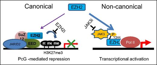 Figure 6. Model for EZH2 functional switch from a polycomb repressor to a transcriptional activator in NK lymphoma. JAK3 overactivation leads to phosphorylation of EZH2 at Y244. This phosphorylation event shifts EZH2 from a transcriptional repressor associated with PRC2 to a transcriptional coactivator cooperating with Pol II. This study suggests that blocking EZH2 phosphorylation by JAK3 inhibitor (JAK3i) is a potential therapeutic strategy to inhibit EZH2 noncanonical oncogenic function in NKTL. PcG, polycomb group.
