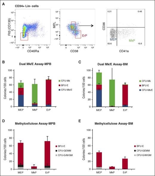 Figure 5. Improved strategies for isolating MEPs, MkPs, and ErPs in MPB and BM. (A) Improved strategy to enrich for MEPs (Lin−CD34+CD38midCD45RA−FLT3−MPL+CD36−CD41−), MkPs (Lin−CD34+CD38midFLT3−CD45RA−MPL+CD36−CD41+), and ErPs (Lin−CD34+CD38hiFLT3−CD45RA−MPL−). Dual Mk/E assay results for (B) MPB and (C) BM indicate similar enrichment levels in MPB and BM. Methylcellulose assay from the same populations in (D) MPB and (E) BM showing low contamination with other myeloid colonies (CFU-G/M/GM).