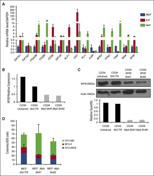 Figure 6. MYB expression controls the MEP fate decision. MYB is differentially expressed in MEPs, MkPs, and ErPs, and MYB downregulation in MEPs promotes megakaryocytic commitment. (A) Quantitative reverse transcriptase-PCR analysis of multiple genes in purified MEP, MkP, and ErP subsets (GAPDH used as an internal control). Knockdown of MYB in CD34+ cells showing decreased (B) mRNA and (C) protein expression 24 hours after transduction. (D) Dual Mk/E assay results show increased CFU-Mk as the expense of both CFU-Mk/E and BFU-E when MYB is knocked down (P < .05). Results are presented as average + SD from 3 independent experiments.