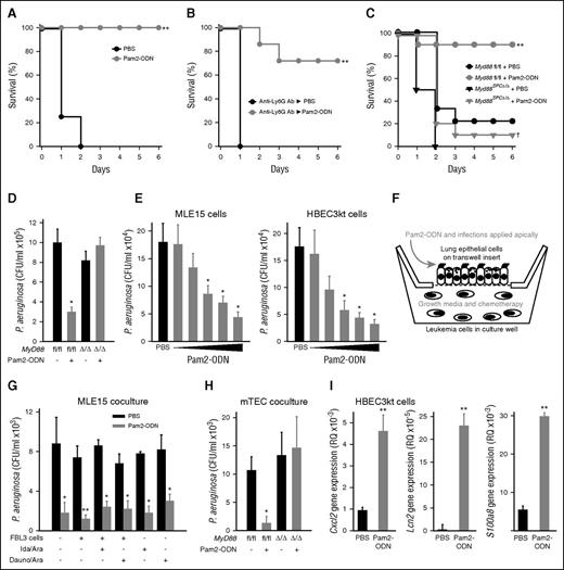 Figure 1. Lung epithelial cells are necessary and sufficient to generate protective antimicrobial responses, even in the presence of leukemia cells and chemotherapy. (A) Wild-type C57BL6/J mice challenged with P. aeruginosa 24 hours after inhaled treatment with Pam2-ODN (4 µM Pam2 and 1µM ODN M362) or PBS (sham). (B) Neutrophil-depleted mice challenged with P. aeruginosa 24 hours after inhaled treatment with Pam2-ODN or PBS. (C) Lung epithelial MyD88 deletant mice challenged with P. aeruginosa 24 hours after inhaled treatment with Pam2-ODN or PBS. (D) Bacterial burden of lungs removed immediately after P. aeruginosa challenge in C. (E) Bacterial burden of MLE15 (top) and HBEC3kt (bottom) monolayer cultures 8 hours after infection with P. aeruginosa. Cell were exposed to the indicated treatment of 4 hours prior to infection. The escalating doses of Pam2 (µM):ODN (µM) were 0.31:0.072, 0.93:0.22; 3.1:0.72; 9.3:2.2; and 52:12. (F) Schematic of epithelial-leukemia coculture model. (G) Apical bacterial burden of MLE15 cultures grown in coculture with FBL3 cells (or not), in the presence or absence of the indicated chemotherapy. Cells were treated for 4 hours with Pam2-ODN (9.3 and 2.2 µM, respectively) or PBS, infected for 4 hours, and then samples were collected. (H) Apical bacterial burden of primary mouse tracheal epithelial cells from the indicated genotypes grown in coculture with FBL3 cells. Cells were treated for 4 hours with Pam2-ODN or PBS, infected for 4 hours, and then samples were collected. (I) Quantitative real-time PCR of HBEC3kt cells for inflammatory cytokine or antimicrobial peptides genes 30 minutes after treatment with Pam2-ODN or PBS. Shown are RQ values relative to 18s expression. All data are representative of ≥3 experiments. N = 8 to 10 mice for all groups in survival experiments, N = 4 mice or culture wells per group for bacterial burden experiments. *P < .05 vs PBS treated; **P < .005 vs PBS treated; †P < .005 vs Pam2-ODN–treated Myd88 fl/fl mice.