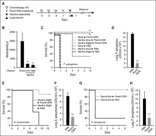 Figure 2. Pam2-ODN protects mice against bacterial pneumonia despite cytotoxic chemotherapy. (A) Experimental schema. (B) Mouse circulating neutrophil counts after 3 days of treatment with idarubicin 33 mg/kg and cytarabine 1 mg/kg (low), idarubicin 50 mg/kg and cytarabine 1 mg/kg (high), or sham treatment with PBS (none). (C) Mouse survival of P. aeruginosa challenge (10 mL of 2 × 1010 CFU/mL bacterial suspension nebulized over 60 minutes) following the indicated treatments. (D) Lung bacterial burden of mice treated with high-dose idarubicin and cytarabine immediately after infection. (E) Mouse survival of S. pneumoniae challenge (10 mL of 2 × 1010 CFU/mL) following high-dose idarubicin and cytarabine treatment and inhaled treatment with Pam2-ODN or sham (PBS). (F) Lung bacterial burden immediately after infection. (G) Mouse survival of P. aeruginosa challenge (10 mL of 2 × 1010 CFU/mL) following high-dose daunorubicin and cytarabine treatment and inhaled treatment with Pam2-ODN or sham (PBS). (H) Lung bacterial burden immediately after infection. For survival experiments, N = 10 mice per group; for bacterial burden, N = 4 mice per group. *P < .005 vs no chemotherapy; **P < .05 vs mice treated with the same chemotherapy followed by PBS (sham) nebulization.