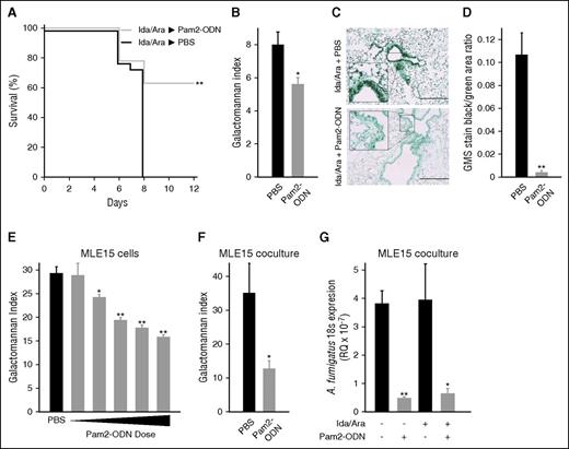 Figure 3. Pam2-ODN protects against fungal pneumonia. (A) Survival of mice treated with high-dose chemotherapy, followed by nebulized Pam2-ODN or PBS treatment 24 hours before A. fumigatus infection (10 mL of 3 × 108 conidia/mL suspension nebulized over 60 minutes). (B) Galactomannan indices and (C) histopathology with GMS stain of lungs harvested 24 hours after the infection in A. (D) Quantification of the area staining positive for A. fumigatus in C. (E) Galactomannan indices of MLE15 cell monolayer cultures 24 hours after A. fumigatus infection (3 × 103 conidia per well) following the indicated treatments. (F) Galactomannan indices of MLE15 cells grown in coculture with FBL3 cells, 24 hours after A. fumigatus infection (1 × 103 conidia per transwell insert). (G) Quantitative PCR for A. fumigatus 18s rRNA expression relative to host 18s rRNA expression (RQ) 24 hours after infection in the presence or absence of chemotherapy. N = 10 mice per group for survival experiments; N = 4 mice per group for fungal burden assays. *P < .05 vs PBS treated; **P < .005 vs PBS treated.