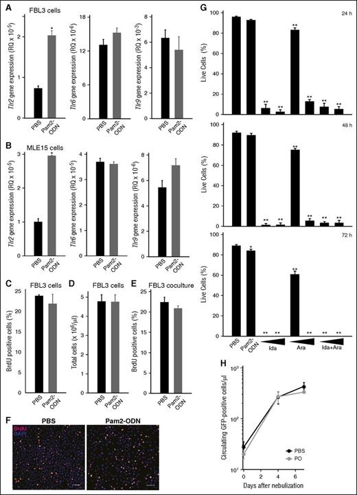 Figure 4. Pam2-ODN does not influence tumor burden. Quantitative PCR for TLR genes 4 hours after treatment with Pam2-ODN or PBS of (A) FBL3 cells or (B) MLE15 cells. (C) BrdU-positive FBL3 cells 24 hours after the indicated treatments. (D) Total FBL3 cells counts by hemacytometer 24 hours after treatment. (E) BrdU-positive FBL3 cells 24 hours after treatment when grown in coculture with MLE15 cells. (F) BrdU staining of FBL3 cells. Scale bar, 100 µm. (G) Live FBL3 cells determined by Trypan blue exclusion at the indicated time points after treatment. (H) Flow cytometry for GFP-positive cells in mouse blood after treatment with Pam2-ODN or PBS. All data represent ≥3 experiments. N = 4 mice per group. *P < .005, **P < .0001.