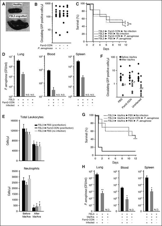 Figure 5. Pam2-ODN protects against pneumonia in the presence of leukemia and chemotherapy. (A) Photograph of spleens. (B) GFP-positive cells at group allocation. (C) Survival of FBL3-engrafted mice following the indicated treatments, with or without. P. aeruginosa infection (10 mL of 2 × 1010 CFU/mL). (D) Bacterial burdens of the indicated organs at the time of death of mice from C. (E) Circulating leukocytes (top) and neutrophils (bottom) of FBL3-engrafted mice before and after high-dose chemotherapy at the time of group allocation. (F) GFP-positive cells for the samples in E. (G) Survival of FBL3-engrafted, chemotherapy-treated mice following the indicated treatments, with or without P. aeruginosa infection (10 mL of 2 × 1010 CFU/mL). (H) Bacterial burdens of the indicated organs at the time of death of mice from G. (A-D) and (E-H) each present a single experiment that is representative of ≥3 replicates. *P < .05 vs FBL3→PBS→P. aeruginosa. **P < .005 vs FBL3→PBS→P. aeruginosa. †P < .05 vs before chemotherapy.