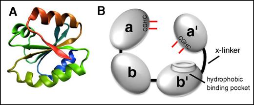 Figure 1. The architecture of thiol isomerases. Thiol isomerases consist of tandem domains containing a thioredoxin-fold. (A) The structure of the thioredoxin-fold.7 (B) PDI is formed from 4 tandem domains containing thioredoxin-like folds that assume a U-shape. The 2 catalytic domains (a and a′) contain the CGHC motifs that contain the catalytic cysteines (shown in red). The catalytic cysteines face one another and are responsible for oxidoreductive activities. The substrate binding domains (b and b′) form the bottom of the U-shape. The b′ domain contains a hydrophobic binding pocket that is primarily responsible for substrate binding. The b′ and a′ domains are connected by a flexible 19-amino-acid peptide termed the x-linker.