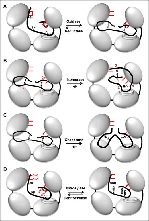 Figure 3. Multiple functions of PDI. (A) PDI is an oxidoreductase that can both form (oxidase) and cleave (reductase) disulfide bonds. Active site cysteines are shown in red. Note that the catalytic cysteines are either reduced or oxidized during these processes. (B) Through its oxidoreductase activity, PDI acts as an isomerase changing disulfide bond patterns within a protein. In this example, PDI modifies disulfides formed between cysteines 1-2 and 3-4 into disulfides formed between 1-3 and 2-4 (numbering in red). Note that there is no net change in the redox state of the catalytic cysteines on PDI. (C) PDI can act as a chaperone, modifying the conformation of a protein independent of its oxidoreductase and chaperone activities. The redox state of the catalytic cysteines is unchanged. (D) The active site cysteines within PDI can also become S-nitrosylated. PDI can then transfer NO to substrates, thus acting as a nitrosylase. PDI can also act as a denitrosylase, removing NO from substrates. S-nitrosylation typically inactivates substrates, whereas denitrosylation activates substrates.