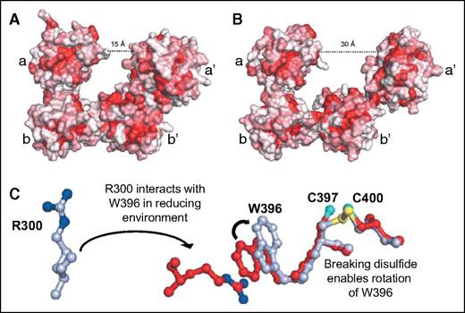 Figure 4. Redox sensitivity of PDI. (A) In a reducing environment, PDI assumes a compact structure characterized by a 15-Å distance between the a and a′ domains. (B) In an oxidizing environment, the distance between the a and a′ domain increases to 30 Å. The increase in distance results from loss of interactions between the b′ and a′ domains that allows movement of the x-linker and a′ domains. Adapted from Wang et al.23 (C) In a reducing environment, the disulfide bond between C397 and C400 is broken, enabling the rotation of W396. This rotation positions W396 so that it can interact with R300. The interaction between W396 and R300 brings the a′ domain in closer proximity to the b′ domain, facilitating additional interactions that lead to a more compact structure. Adapted from Wang et al.23