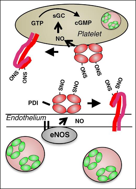 Figure 5. Proposed model for the role of PDI in regulating vascular NO activity. In the quiescent vasculature, when NO levels are high, PDI may be S-nitrosylated. Endothelial SNO-PDI could transfer NO to surface proteins, thereby inhibiting their activity, or transfer NO intracellularly. Intracellular NO could bind to guanylyl cyclase, stimulating the generation of cGMP and contributing the platelet quiescence.