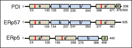 Figure 6. Domain structures of vascular thiol isomerases. (A) The domain structures of thiol isomerases with known activity in thrombus formation (PDI, ERp57, and ERp5) are shown. Catalytic domains (tan), binding domains (blue), and c domains (green) are indicated. The location of the CGHC motif is indicated in red. Numbers indicate the amino acid position in the mature protein.