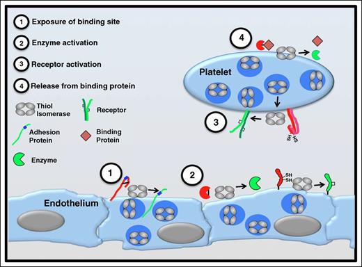 Figure 7. Functional consequences of thiol isomerase-mediated disulfide bond modifications. Thiol isomerases are secreted from platelets and endothelium following cell activation and mediate modifications of functional disulfide bonds in multiple substrates. Several categories of modifications are observed. (1) Exposure of binding sites in adhesion proteins. Cleavage of disulfide bonds can reveal cryptic binding sites such as RGD sequences (shown in blue) enabling a nonbinding adhesion protein (red) to adhere to binding partners on the cell surface (green). Thrombospondin is an adhesion protein that is modified in this manner.53 (2) Activation of enzyme function. Functional disulfide bond cleavage could also expose an encrypted active site within an enzyme or modify its conformation, converting the enzyme to a more active conformation. Conversely, formation of a disulfide bond could activate an enzyme or coenzyme (eg, tissue factor).65,66,93 (3) Receptor activation. Disulfide bond shuffling could contribute to the formation or stabilization of the active conformation of cell surface receptors (eg, αIIbβ3).47,75 (4) Release from binding protein. Cleavage of a disulfide bond could release a protein from its binding partner, thereby activating the protein (eg, TGF-β).94