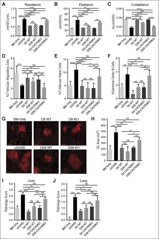 Figure 2. Treg infusions treat cGVHD in a CXCR5-dependent manner. B10.BR mice were transplanted with either T-cell–depleted (TCD), B6 BM (BM Only), or TCD B6 BM with purified B6 Tcon (cGVHD) as in Figure 1A-F. Some groups of mice given BM and Tcon were also given either WT or CXCR5KO Tregs on day 0 (prophylactic) or day 28 (therapeutic). (A-C) PFTs assessing (A) airway resistance, (B) total lung elastance, and (C) total lung compliance were performed on day 56 after transplant. PFTs demonstrate reversal of PFTs characteristic of cGVHD-associated BOS in all mice given WT Tregs, and CXCR5KO Tregs on day 0, but not mice given CXCR5KO Tregs on day 28. (D-F) Frequency of (D) Tfr and (E) Tfh out of total splenic CD4+ T cells, along with frequency of (F) GC B cells (CD19+GL7hiFAShi) out of total splenic B cells were measured by flow cytometry on day 56 after transplant. (D) Tfr frequency was found to be higher, but (E) Tfh and (F) GC B-cell frequency lower in mice given WT Tregs and CXCR5KO Tregs on day 0, but not mice given CXCR5KO Tregs on day 28. (G) Representative images (original magnification ×200) of frozen spleen tissues stained with Cy3-peanut agglutinin (red) to delineate GCs. (H) Quantification of GC area from frozen spleen tissues stained with Cy3-peanut agglutinin as in (G) from 5 spleens/group. WT CXCR5KO Tregs given on day 0 reduce GC area to levels near that of BM-only mice. CXCR5KO Tregs given on day 28 reduce GC area slightly, but not significantly, compared with cGVHD mice, and do not decrease GC area to the same degree as WT Tregs. (I) Histopathology scoring of the liver based on H&E-stained cryopreserved sections of organs harvested on day 56 after transplant. Scores are not significantly different between mice given CXCR5KO Tregs on day 28 and cGVHD mice. (J) Histopathology scoring of lung based on H&E staining as in (I). Scores are not significantly different between mice given CXCR5KO Tregs on day 28 and cGVHD mice. (A-J) Representative data from 2 independent experiments; n = 5-8 mice/group/experiment. Bar graphs show mean ± SEM. Multiple comparisons made using one-way ANOVA with Tukey’s posttest. Significance: *P < .05; **P < .01; ***P < .001; ****P < .0001.
