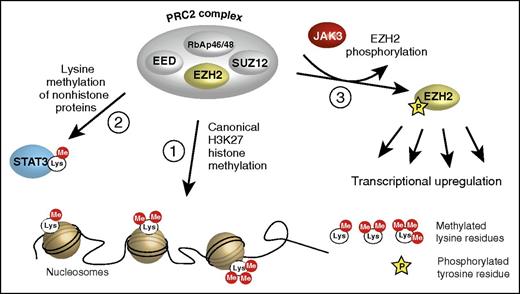 Three ways of EZH2 action. (1) The “canonical” action as a transcriptional repressor via methylation of lysine 27 in histone 3 (H3K27); only core components of the PRC2 complex are shown. (2) The transcriptional activation of nonhistone proteins by lysine methylation. (3) The phosphorylation by JAK3 turning EZH2 into a transcriptional activator, described by Yan et al. EED, embryonic ectoderm development; RbAp46/48, retinoblastoma-associated proteins 46/48; SUZ12, suppressor of zeste 12.