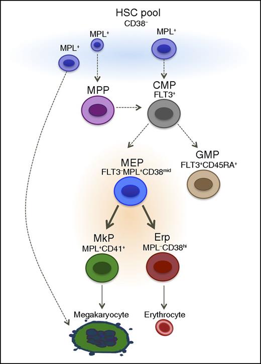 Model for human hematopoiesis proposed by the authors based on their findings. In the proposed model, mature cells such as Mks could be derived either by hierarchical and sequential differentiation of HSCs or derived directly from HSCs. See Figure 7 in the article by Sanada et al that begins on page 923.