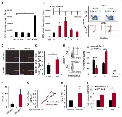 Figure 1. Tissue-type plasminogen activator expands CD45−Ter119−Sca-1+PDGFRα+ MSCs in mice. C57BL/6 (WT B6) mice were injected daily intraperitoneally with a serpine-resistant recombinant tissue tPA on day 0 and day 1. MSCs were identified using the following marker profile: CD45−Ter119−Sca-1+PDGFRα+ (PαS-MSCs) by FACS. (A) Absolute numbers of PαS-MSCs per femur in WT B6 and tPA−/−, Plg−/−, and PAI-1−/− BM cells under steady state as determined by FACS (n = 3-4/group). (B) Absolute numbers of MSCs per femur from tPA-treated or PBS-treated WT B6 mice following the indicated treatment schedule as determined by FACS analysis (n = 5/group; left). FACS gating schedule shown (right). (C) Immunohistologic staining for Nestin in ex vivo cultured MSCs derived from tPA and vehicle-treated mice. Nuclei were counterstained using DAPI (n = 3/group). Scale bars, 20 µm. (D) The percentage of CD45−Ter119−CD31−LeptinR+ MSCs in BM cells of tPA-treated or PBS-treated WT B6 mice as determined by FACS (n = 3/group). (E) Cell cycle analysis from freshly isolated PαS-MSCs derived from tPA and control BM cells (n = 3-4/group). (F) BrdU cell proliferation assay was performed using PαS-MSCs derived from mice treated with/without tPA (n = 4 /group). (G) Using the colorimetric cell counting kit-8, the relative absorbance at 450 nm as a measure for cell proliferation is given for PαS-MSCs derived from control or tPA-treated mice (n = 3/group). (H) Freshly isolated PαS-MSCs from tPA or PBS-treated WT B6 mice were grown as single cell cultures for 14 days. The number of CFU-F was counted (n = 2000/group). (I) The percentage of PαS-MSCs in femoral muscle and subcutaneous white fat isolated from tPA- or PBS-treated WT B6 mice on day 2 is indicated as determined by FACS (n = 4/group). Mean ± SEM. *P < .05; **P < .01; ***P < .001 by Student t test. Data are representative of 2 independent experiments.