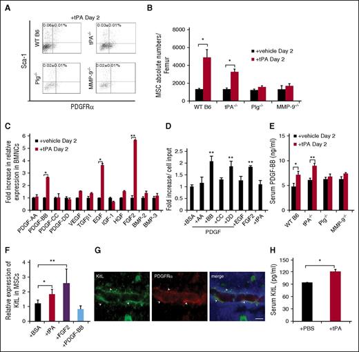Figure 2. tPA expands PαS-MSCs in a Plg- and MMP-9–dependent manner and results in the activation of MSC growth factors. (A) Representative FACS blots and (B) the absolute numbers of PαS-MSCs per femur from WT B6 mice, Plg−/−, MMP-9−/−, and tPA−/− mice treated for 2 days with recombinant tPA or vehicle as determined by FACS analysis (n = 3/group). (C) Expression of genes involved in MSC maintenance/proliferation: platelet derived growth factor-A, PDGF-BB, PDGF-CC, PDGF-DD, vascular endothelial growth factor, TGFβ1, eEGF, insulin-like growth factor-1, hepatocyte growth factor, FGF2, BMP-2, and BMP-3 in total BMNCs retrieved from rec. tPA or vehicle-treated mice at day 2. The mRNA levels are standardized to glyceraldehyde-3-phosphate dehydrogenase (GAPDH; n = 3/group). (D) Fold increase of the number of cultured PαS-MSCs compared with initial cell input after treatment with recombinant PDGF-AA, PDGF-BB, PDGF-CC, PDGF-DD, EGF, FGF2, and tPA for 3 days (n = 3/group). (E) PDGF-BB serum level was measured by ELISA on day 2 from tPA-treated WT B6, tPA−/−, Plg−/−, and MMP-9−/− mice (n = 3/group). (F) Relative mRNA expression of KitL in MSCs (P4) cultured in the presence of vehicle, tPA, FGF2, and PDGF-BB for 2 days. Data are normalized to GAPDH (n = 4/group). (G) Immunohistologic staining for KitL (green) and PDGFRα (red) in BM sections of tPA-treated mice. Arrows indicates perivascularly localized PDGFRα+ KitL coexpressing cells. Scale bar, 10 µm. (H) Serum KitL levels of WT B6 mice treated with vehicle or rec. tPA for 2 days as determined by ELISA (n = 3/group). Mean ± SEM. *P < .05; **P < .01; ***P < .001 by Student t test or ANOVA with Tukey HSD tests for multigroup analysis. Data are representative of 2 independent experiments.