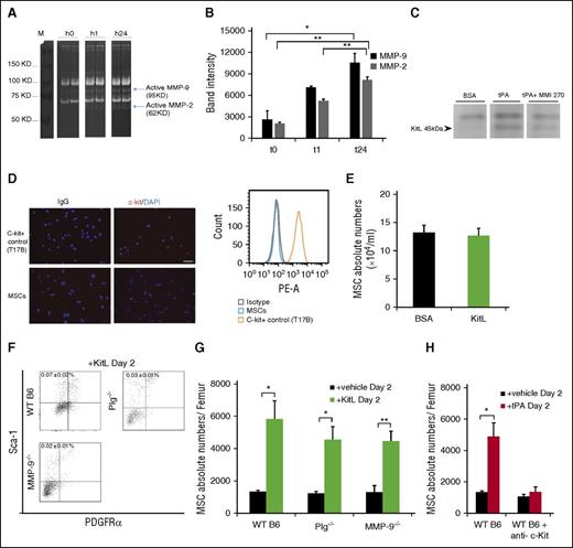 Figure 3. KitL restores impaired tPA-mediated PαS-MSC expansion in Plg−/− and MMP-9−/− mice. (A) Original gel and (B) densitometric quantification of MMP-2 and MMP-9 after gelatin zymography from supernatants derived from PαS-MSCs stimulated with/without tPA at indicated time points (n = 3/group). (C) Representative western blot of soluble KitL released in supernatant of cultured PαS-MSCs treated with vehicle or tPA with or without the MMP inhibitor MMI 270 (n = 3/group). (D) Immunohistologic staining (left) and FACS plot (right) for c-Kit expression in ex vivo cultured PαS-MSCs. T17B was used as a positive control. Nuclei were counterstained using DAPI (n = 3/group). Scale bars, 50 µm. (E) Absolute numbers of cultured PαS-MSCs per well after addition of rec. KitL or vehicle for 4 days as determined by hemocytometer counting (n = 3/group). (F) Representative FACS blots and (G) the absolute numbers of PαS-MSCs per femur from WT B6, Plg−/−, and MMP-9−/− mice after 2 days of injection of rec. KitL or vehicle as determined by FACS analysis (n = 3/group). (H) Absolute numbers of PαS-MSCs per femur from WT B6 mice treated for 2 days with rec. tPA in the absence and presence of neutralizing c-Kit antibody. For comparison, WT B6 data of Figure 2B are used for reference (n = 4/group). Mean ± SEM. *P < .05; **P < .01; ***P < .001 by Student t test. Data are representative of 2 independent experiments.
