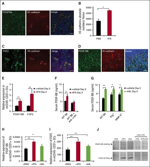 Figure 4. EC-derived PDGF-BB and FGF2 expand PαS-MSCs. (A) Immunohistologic staining for PDGFRα (green) and VE-Cadherin (red) in BM sections of tPA-treated mice. Scale bar, 50 µm. (B) Absolute numbers of VE-Cadherin+ ECs per femur from WT B6 mice after 2 days of injection with recombinant tPA or vehicle was determined by FACS analysis (n = 3/group). (C-D) Representative images of (C) FGF2 and (D) PDGF-BB in BM sections of tPA-treated mice. Nuclei were counterstained using DAPI. VE-Cadherin (red) and FGF2/PDGF-BB (green). Arrows indicate FGF2 or PDGF-BB coexpressing BM-ECs after tPA treatment. Scale bar, 50 µm. Staining was repeated 4 times. (E) Relative mRNA expression of PDGF-BB and FGF2 in CD45−CD31+ ECs isolated from tPA and vehicle-treated mice. Data are normalized to GAPDH (n = 3/group). (F-G) PDGF-BB serum level was measured by ELISA on day 2 of (F) tPA treatment of WT B6 mice in the presence or absence of c-Kit neutralizing antibody or of (G) KitL treatment of WT B6, Plg−/−, and MMP-9−/− mice. Same control from Figure 2E was used for reference (n = 3/group). (H-I) Relative mRNA expression of (H) PDGF-BB and (I) FGF2 as determined by reverse transcriptase (RT)-PCR in CD45−CD31+ ECs treated with vehicle, tPA, or KitL for 2 days. Data are normalized to GAPDH (n = 6/group). (J) Representative western blot of PDGF-BB and FGF2 in supernatant of HUVECs treated in vitro with vehicle, tPA, and KitL with or without c-Kit neutralizing antibody, ACK2 (n = 3/group). Mean ± SEM. *P < .05; **P < .01; ***P < .001 by Student t test or ANOVA with Tukey HSD tests for multigroup analysis. Data are representative of 2 independent experiments.