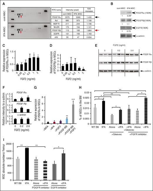 Figure 5. FGF2 and PDGF-BB augment PDGFRα expression in PαS-MSCs. (A) Whole-cell extracts of ex vivo–cultured PαS-MSCs derived from vehicle or tPA-treated mice were incubated on mouse receptor tyrosine kinase-phosphorylation antibody array, and phosphorylation status was determined by subsequent incubation with HRP-conjugated antiphosphotyrosine (each RTK spotted in duplicate, positive controls in corners, gene identity in the right panel). Increased tyrosine phosphorylation for PDGFRα (black arrow) and PDGFRβ (red arrow) is shown (n = 2/group). (B) Representative western blot of PDGFRα and PDGFRβ and EGF receptor in cell lysates of cultured PαS-MSCs derived from control PBS- or tPA-treated mice (n = 3/group). α-Actinin was used as a loading control. (C-D) Relative mRNA expression of (C) PDGFRα and (D) PDGFRβ in cultured PαS-MSCs stimulated with recombinant FGF2 at indicated concentrations for 18 hours in serum-reduced medium as determined by RT-PCR. Data are normalized to GAPDH (n = 3/group). (E-F) Relative protein expression of PDGF-Rα and PDGFRβ in PαS-MSCs stimulated with recombinant FGF2 at indicated concentrations for 18 hours in serum-reduced medium as determined by western blot analysis. Relative intensity of each band was measured and normalized to α-actinin (n = 3/group). (G) Relative mRNA expression of PDGFRα in cultured PαS-MSCs treated for 2 days with PBS, tPA, FGF2, PDGF-BB, or FGF2 and PDGF-BB as determined by RT-PCR. Data are normalized to GAPDH (n = 3/group). (H) WT B6 mice were injected daily intraperitoneally with vehicle, tPA, the tyrosine kinase inhibitor Gleevec, and/or FGFR inhibitor. BMNCs were harvested from mice at day 2 and stained for CD45, Ter119, Sca-1, and PDGFRα and analyzed by flow cytometry. Percentage of PαS-MSCs is given (n = 4/group). (I) Absolute numbers of MSCs in the femur of PBS-, tPA-, EGFR inhibitor–, and PDGFR inhibitor–treated mice was determined by FACS analysis (n = 4/group). Mean ± SEM. *P < .05; **P < .01; ***P < .001 by Student t test or ANOVA with Tukey HSD tests for multigroup analysis. Data are representative of 2 independent experiments.