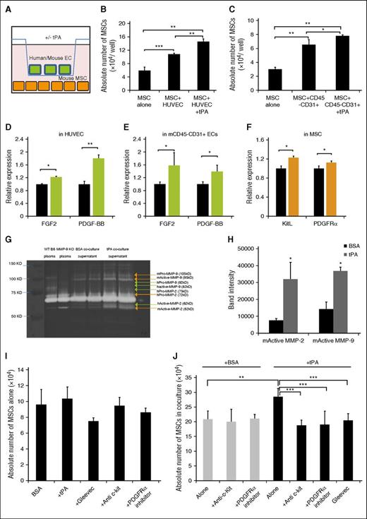 Figure 6. PDGFRα and c-Kit blockade prevents tPA-induced PαS-MSC expansion in EC and PαS-MSCs cocultures. (A) Experimental setting: mouse PαS-MSCs and ECs (mouse CD45−CD31+ or human HUVECs) were cocultured with or without recombinant tPA for 3 days and separated from each other using a transwell chamber system. (B-C) The absolute numbers of PαS-MSCs per well after the addition of recombinant tPA or vehicle in cocultures with (B) HUVECs or (C) mouse ECs as determined by hemocytometer counting (n = 3/group). (D) HUVECs or (E) mouse CD45−CD31+ ECs were cocultured with or without recombinant tPA: relative mRNA expression of (D) human and (E) mouse FGF2 and PDGF-BB (n = 3/group). Data are normalized to GAPDH. (F) Relative mRNA expression of mouse KitL and mouse PDGFRα derived from mouse PαS-MSCs in MSC-HUVEC cocultures (n = 3/group). Data are normalized to GAPDH. (G) Original gel and (H) densitometric quantification of active mouse MMP-2 and MMP-9 after gelatin zymography in PαS-MSCs from MSC-HUVEC cocultures (n = 3). B6 mouse plasma was used as positive and MMP-9 KO plasma as negative control. (I) Absolute numbers of PαS-MSCs per well in single cultures treated with vehicle, tPA, ACK2, PDGFRα inhibitor, or Gleevec as determined by hemocytometer counting (n = 3/group). (J) The absolute numbers of MSCs per well in MSC-HUVEC coculture with vehicle (white) or tPA (black) with or without ACK2, PDGFRα inhibitor, or Gleevec as determined by hemocytometer counting (n = 4/group). Mean ± SEM. *P < .05; **P < .01; ***P < .001 by Student t test or ANOVA with Tukey HSD tests for multigroup analysis. Data are representative of 3 independent experiments.