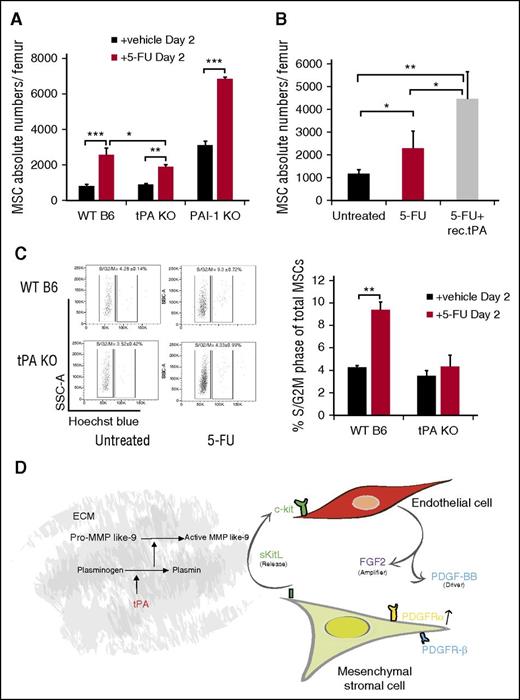 Figure 7. Endogenous tPA is required for PαS-MSC expansion following 5-FU–induced myelosuppression. (A) The absolute numbers of PαS-MSCs per femur from WT B6, tPA−/−, and PAI-1−/− mice 2 days after injection of a single dose of 5-FU was determined by FACS analysis (n = 5/group). (B) The absolute numbers of PαS-MSCs per femur from tPA−/− mice treated with vehicle or 5-FU with or without tPA was determined by FACS analysis (n = 4/group). (C) Cell cycle analysis of PαS-MSCs isolated from WT B6 and tPA−/− mice treated with vehicle or 5-FU was determined by FACS analysis (n = 4/group) with (left) 1 representative FACS plot and (right) the percentage of PαS-MSCs in S/G2M phase. Mean ± SEM. *P < .05; **P < .01; ***P < .001 by Student t test or ANOVA with Tukey HSD tests for multigroup analysis. Data are representative of 2 independent experiments. (D) Proposed model describing tPA as a key regulator of a crosstalk between ECs and PαS-MSCs. By activating various proteases (eg, plasmin and MMPs), tPA creates a proteolytic niche that enhances the release of KitL from PαS-MSCs. In turn, KitL promotes the release of PDGF-BB and FGF2 from c-Kit+ ECs. In synergy FGF2 and PDGF-BB augment PDGFRα expression on PαS-MSCs. Therefore, tPA expands PαS-MSCs within the BM niche by amplifying PDGFR signaling in PαS-MSCs.