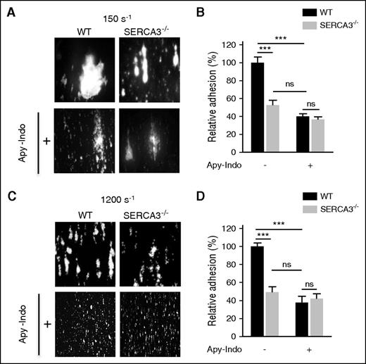 Figure 2. In vitro thrombus formation of SERCA3−/− platelets compared with controls. Rhodamine 6G–labeled platelets were injected into capillaries precoated with collagen (50 μg/mL) at low (150 s−1; A) or at high (1200 s−1; C) shear rates in absence or in presence of both apyrase (5 U/mL) and indomethacin (5 µM), noted “Apy-Indo.” Images show platelet adhesion and thrombus formation after 3 minutes of perfusion, and plots (B, D) represent the quantification of platelet adhesion, expressed as covered surface area relative to controls given as 100%. Absence or presence of Apy-Indo is noted “-” or “+” below plots. Data were calculated using 1-way ANOVA followed by Tukey’s multiple comparison test; ns, not significant; ***P < .001.