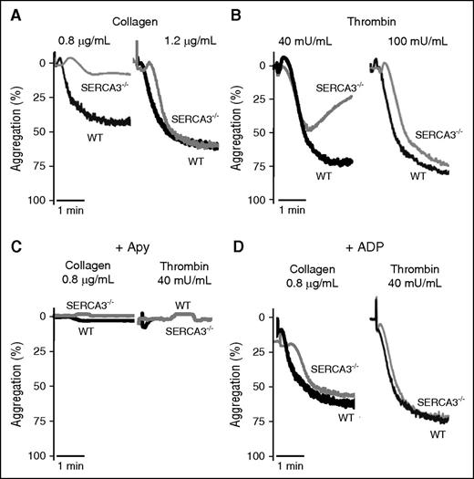 Figure 3. Aggregation of washed platelets from control or SERCA3−/− mice. Washed platelets from controls (WT, black line) or SERCA3−/− (gray line) mice were stimulated with collagen (A; 0.8 or 1.2 µg/mL) or with thrombin (B; 40 and 100 mU/mL) and recorded for aggregation for 3 minutes. Aggregation intensities are expressed as percent of light transmitted, 100% corresponding to buffer alone. Note the low aggregation rate of SERCA3−/− platelets at 0.8 µg/mL of collagen and 40 mU/mL thrombin. These tracings are representative of 5 experiments. (C) Aggregation induced by collagen (0.8 µg/mL) or thrombin (40 mU/mL) of control (WT) and SERCA3−/− platelets was carried out in the presence of apyrase (5 U/mL, noted “Apy”). (D) Aggregation rescue was conducted on control and SERCA3−/− washed platelets by addition of 10 µM ADP following stimulation by either collagen (0.8 µg/mL) or thrombin (40 mU/mL). These tracings are representative of 3 experiments.