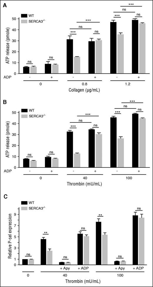 Figure 4. Platelet secretion of washed platelets from control or SERCA3−/− mice. Dense granule secretion from platelets aggregated in the presence of collagen (A; 0.8 or 1.2 µg/mL) or thrombin (B; 40 or 100 mU/mL), with the addition (+) or not (-) of 10 µM ADP, was assessed by measuring ATP release in picomoles (calculated for 107 platelets) in control (WT, black bars) and SERCA3−/− (gray bars) platelets. A total of 3 experiments were conducted and presented as mean ± SEM, using 1-way ANOVA followed by Tukey’s multiple comparison test; ns, not significant; ***P < .001. (C) The expression of the α-granule membrane marker P-selectin following thrombin platelet stimulation was assessed by flow cytometry on control (black bars) or SERCA3−/− (gray bars) platelets. The same experiment was conducted in the presence of apyrase (5 U/mL, noted “+ Apy”) or added ADP (10 µM, noted “+ ADP”) on control (WT, black bars) or SERCA3−/− (gray bars) platelets. Data presented are the means of 3 separate experiments in duplicates, as means ± SEM, as assessed by 1-way ANOVA followed by Tukey’s multiple comparison test; ns, not significant; **P < .01.