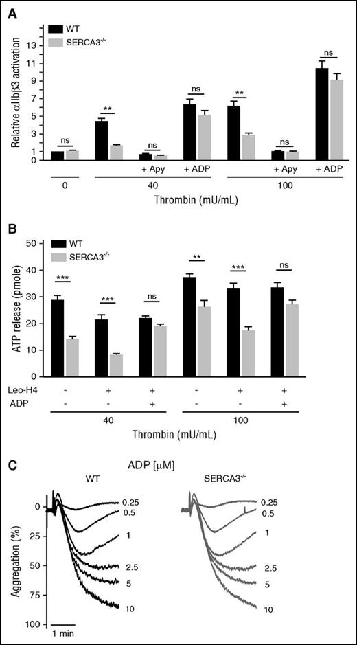 Figure 5. Assessment of αIIb β3 activation and engagement in washed platelets from control or SERCA3−/− mice and aggregation to ADP. (A) Quantitation of activated αIIbβ3 integrin at the surface of washed platelets was assessed by flow cytometry by binding of the specific mAb JON/A to control (black bars) or SERCA3−/− (gray bars) platelets upon activation with thrombin at 40 or 100 mU/mL. The same experiments were conducted in the presence of 5 U/mL apyrase (noted “+ Apy”) or after addition of 10 µM ADP (“+ ADP”). Statistical significance was established with 1-way ANOVA followed by Tukey’s multiple comparison test; ns, not significant; **P < .01. (B) Assessment of the role of αIIbβ3 engagement in dense granule secretion in SERCA3−/− platelets. Platelets stimulated with either 40 or 100 mU/mL of thrombin were subjected to aggregation, in the absence (-) or the presence (+) of the blocking mAb Leo.H4 (20 µg/mL) specific for mouse αIIbβ3, as well as in the absence (-) or the presence (+) of 10 µM ADP. Secretion was assessed by ATP measurement in the supernatant. Using WT as control, statistical significance was established with 1-way ANOVA followed by Tukey’s multiple comparison test; ns, not significant; **P < .01; ***P < .001. (C) Aggregation to ADP was assessed at 0.25, 0.5, 1, 2.5, 5, and 10 µM in control (WT) or SERCA3−/− platelet-rich plasma.