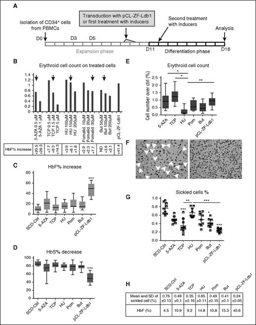 Figure 2. Variation of HbF and HbS levels in CD34+-derived SCD erythroid cells treated with pCL-ZF-Ldb1 LV or HbF inducers in vitro. (A) Schematic representation of the experimental protocol of human SCD CD34+ cells treated with the inducer drugs or pCL-ZF-Ldb1. (B) Erythroid cell number (by benzidine staining; N = 2) using the indicated doses of drugs and compared with pCL-ZF-Ldb1 (with VCN ∼1 copy per cell). Black arrows indicate the dose of each drug chosen for the subsequent experiments. (C) Net increase of HbF percentage and (D) net decrease of HbS percentage in SCD erythroblasts (N = 7, 2 of which were replicated once or twice, respectively) treated with the HbF inducers or pCL-ZF-Ldb1 (***P < .005). (E) Erythroid cell count for each treatment normalized to count of untreated samples (*P = .05, **P < .05). (F) Morphological assessment of untreated (ctrl, left) vs pCL-ZF-Ldb1–treated cells (right) in hypoxic conditions. (G) Proportion of sickled cells/total cell count and (H) relative means and SD, measured on 3 replicas on 3 sets of samples treated with the various inducers or pCL-ZF-Ldb1 (**P < .05, ***P < .005) and exposed to hypoxic conditions. P values under and above bars refer to differences between treated and untreated samples and between treated samples, respectively. 5-AZA, 5-aza-2′-deoxy-cytidine; But, butyrate; ND, not determined; PBMC, peripheral blood mononuclear cell; Pom/Pomalid., pomalidomide; SD, standard deviation; TCP, tranyl-cypromine.