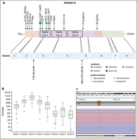 Figure 4. Distribution of TNFRSF14 mutations on protein and exon level in PTFL. (A) TNFRSF14 protein with its different domains and the cysteine repeats TNFR-Cys 1-3 above. Below, localization of exons is indicated by dashed lines with position of splice site mutations. Domains of the protein are represented according to the Uniprot database (www.uniprot.org). Exact positions of each TNFRSF14 mutation found in 21 PTFL cases are given. (B) Coverage representation for TNFRSF14 exons 1-8 of all PTFL and RH samples included in the study. The spacing of the scale on the y-axis is proportional to the logarithm of the number. (C) Exemplary view of the Integrative Genomics Viewer (IGV) showing the mutation p.M1_97del of PTFL11.