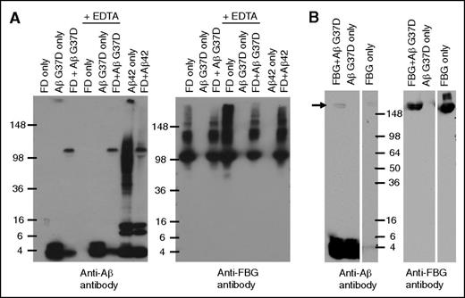 Figure 4. Long-term incubation of fibrinogen/fragment D with Aβ42 forms a SDS-stable complex. (A) Aβ42 G37D or Aβ42 was incubated with fragment D (FD) for 5 days at 37°C in the presence or absence of EDTA. Western blots were analyzed with antibody 6E10 against Aβ (left panel) and an antibody against fibrinogen (Dako; right panel). Aβ-fragment D SDS-stable complex was detected by 6E10. (B) Aβ42 G37D was incubated with fibrinogen (FBG) for 24 hours at 37°C. Western blots were analyzed with antibody 6E10 against Aβ (left panel) and an antibody against fibrinogen (right panel). Aβ-fibrinogen SDS-stable complex was also detected by 6E10 (arrow). Controls and other lanes in panel B are from the same gel with some lanes omitted for clarity.