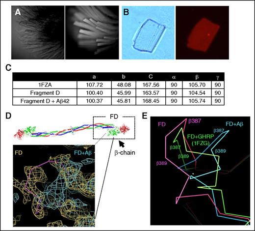 Figure 5. Fragment D structure is altered in the presence of Aβ42. The fragment D crystals soaked with Aβ42 were analyzed by X-ray crystallography. (A) Brightfield (left) and UV fluorescence (right) images of fragment D crystals, indicating crystals are proteinaceous. (B) Left, Brightfield image of a fragment D crystal that had been subjected to soaking in TAMRA-Aβ42 followed by extensive washing. Right, Persistent red fluorescence after washing indicated that TAMRA-Aβ42 was binding within the crystal. (C) Unit cell dimensions of published (1FZA), nonsoaked, and Aβ42-soaked fragment D crystals. (D) Diagram of human fibrinogen with fragment D (FD) marked with a box. The location of altered structure in Aβ42-soaked fragment D crystals is indicated by the solid pink line. Superimposed 2Fo-Fc maps from nonsoaked (yellow; Rwork/Rfree = 0.24/0.33) and Aβ42-soaked (teal; Rwork/Rfree = 0.28/0.39) fragment D crystals with coordinates of nonsoaked crystals. Human fibrinogen schematic was generated from PDB file 3GHG.21 (E) Protein backbone diagram showing the shift of the β384-393 loop from nonsoaked fragment D (pink) to b-hole peptide (GHRP)-bound (1FZG; green) fragment D and Aβ42-soaked fragment D (blue). GHRP, Gly-His-Arg-Pro-amide peptide.