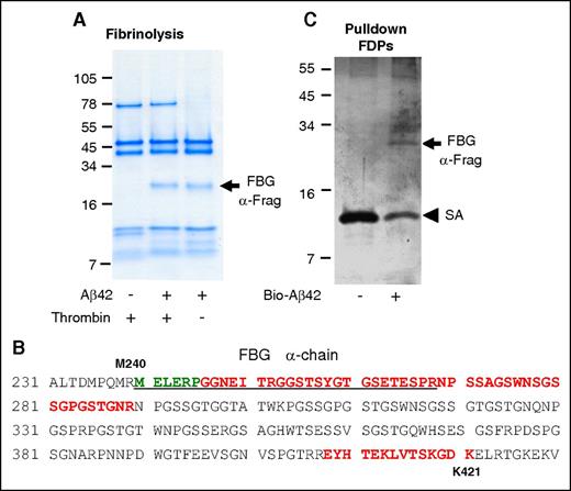Figure 6. Aβ interacts with the α-chain of fibrinogen, producing a plasmin-resistant fibrin fragment during fibrinolysis. (A) Fibrin was digested with plasmin in the presence or absence of Aβ42. A plasmin-resistant fragment was observed only in the presence of Aβ42 (arrow). The same experiment was done without thrombin. In the absence of thrombin, plasmin degradation-resistant PRFF was also observed in the presence of Aβ42. Images are representative of ≥3 experiments. (B) Mass spectrometry analysis of the fragments in panels A and C showed they were derived from the α-chain of fibrinogen. Green residues were identified by N-terminal sequencing of band in panel A, red residues were identified by mass spectrometry analysis of band in panel A, and underlined residues were identified by mass spectrometry analysis of band in panel C. (C) Fibrinogen was partially digested with plasmin, incubated with biotinylated Aβ42, and Aβ42 was pulled down with streptavidin (SA)-coated beads. A fibrinogen fragment that bound to Aβ was observed (top arrow).