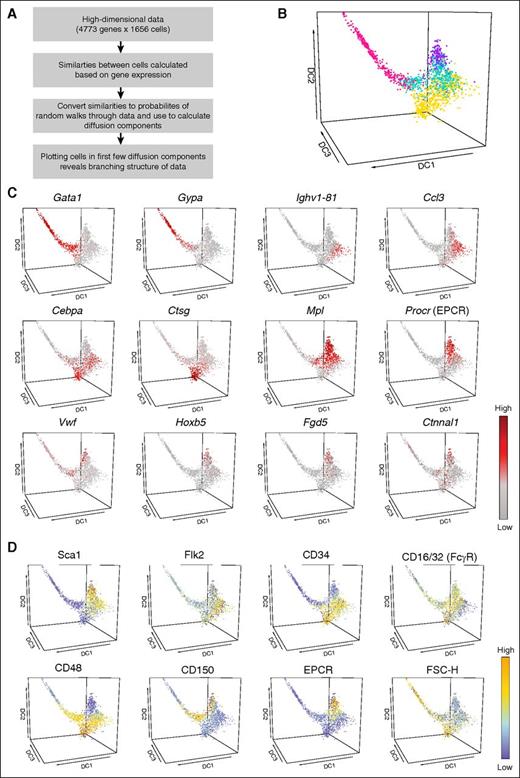 Figure 2. Multidimensional analysis can be used to visualize gene expression across HSPC differentiation. (A) Schematic explaining how diffusion maps are used as a dimensionality reduction procedure. (B) Diffusion map of all cells was colored on the basis of previously defined clusters (cluster 1, purple; cluster 2, turquoise; cluster 3, gold; cluster 4, pink). Diffusion components 1, 2, and 3 are shown. (C) Diffusion map of all cells was colored according to the expression of selected genes. The genes were chosen on the basis of published literature or were identified computationally as highly expressed in specific cell populations. The color corresponds to a log2 scale of expression ranging between 0 and the maximum value for each gene. (D) Diffusion map of all cells was colored by surface marker expression from the normalized index data. The majority of these markers were used for cell selection, with the exception of CD48, CD150, and EPCR. The color corresponds to a linear scale of expression ranging between the minimum and maximum value for each marker.