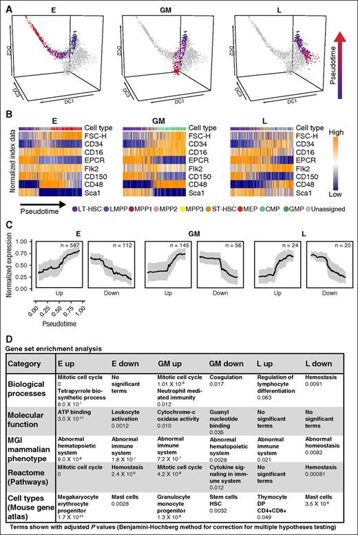 Figure 4. Pseudotime analysis reveals trends in surface marker and gene expression for differentiation trajectories. (A) Diffusion map colored by pseudotime trajectories to E, GM, and L fates. Each trajectory starts from an HSC (blue) and ends with a progenitor (red). (B) Changes in surface marker expression and FSC-H through pseudotime for each of the 3 trajectories obtained from the normalized index data. For each trajectory, it is possible to see what cell types are passed through to reach the final cell fate. (C) Normalized expression of genes positively (up) or negatively (down) correlated with the pseudotemporal ordering for each trajectory. Mean normalized expression is plotted with standard deviation. (D) Most significant relevant terms from gene set enrichment analysis for all the trajectories, performed in Enrichr. Terms with an adjusted P value <.05 (using Benjamini-Hochberg correction for multiple testing) were considered significant. The full tables of results can be found in the supplemental Data. MGI, mouse genome informatics.
