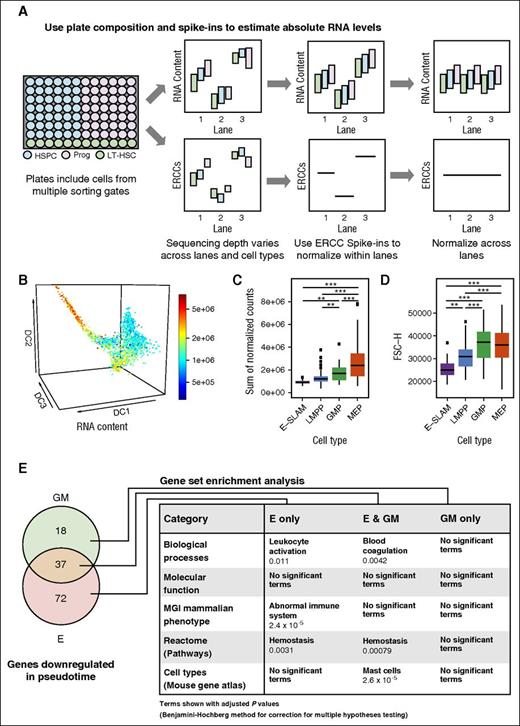 Figure 6. Single-cell analysis can be used to estimate absolute differences in total mRNA content across cell types. (A) Schematic explanation of how plate composition and ERCC spike-ins are used to estimate absolute RNA levels. The plate organization for this study included cells from multiple sorting gates (HSPC, Prog, LT-HSCs) and each well contained ERCC spike-ins. The sequencing depth varies across lanes and cell types; therefore, ERCC spike-ins are used to normalize across cell types within a lane, in which the spike-in content becomes level within a lane but cell mRNA content may still vary. After this step, RNA content can be normalized across lanes. (B) Diffusion map of all cells was colored by RNA content. Estimates of total RNA content were calculated by summing the absolute normalized counts per cell. The scale ranges from blue to green to yellow to red with increasing RNA content. (C) Sum of normalized counts for E-SLAMs, LMPPs, GMPs, and MEPs colored by the scheme used in Figure 1A. Significance in differences in RNA content between cell types was calculated by using a 1-way analysis of variance test (**P < .001; ***P < .0001). (D) FSC-H for E-SLAMs, LMPPs, GMPs, and MEPs, colored by the scheme used in Figure 1A. FSC-H is used as an indicator of cell size. Significance in differences in FSC-H between cell types was calculated by using a 1-way analysis of variance test (**P < .001; ***P < .0001). (E) Most relevant significant terms from gene enrichment expression analysis on genes downregulated in absolute terms in E-only, GM-only, and E and GM trajectories. The numbers of genes showing downregulation along pseudotime in absolute terms is displayed in the Venn diagram. Terms with an adjusted P value <.05 (using Benjamini-Hochberg correction for multiple testing) were considered significant. The full tables of results can be found in the supplemental Data.