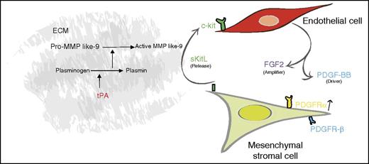 Proposed model for the tPA-plasmin-MMP-9 initiated crosstalk of MSC-derived soluble KitL (sKitL) with BM endothelial cells. ECM, extracellular matrix. See Figure 7D in the article by Dhahri et al that begins on page 1063.